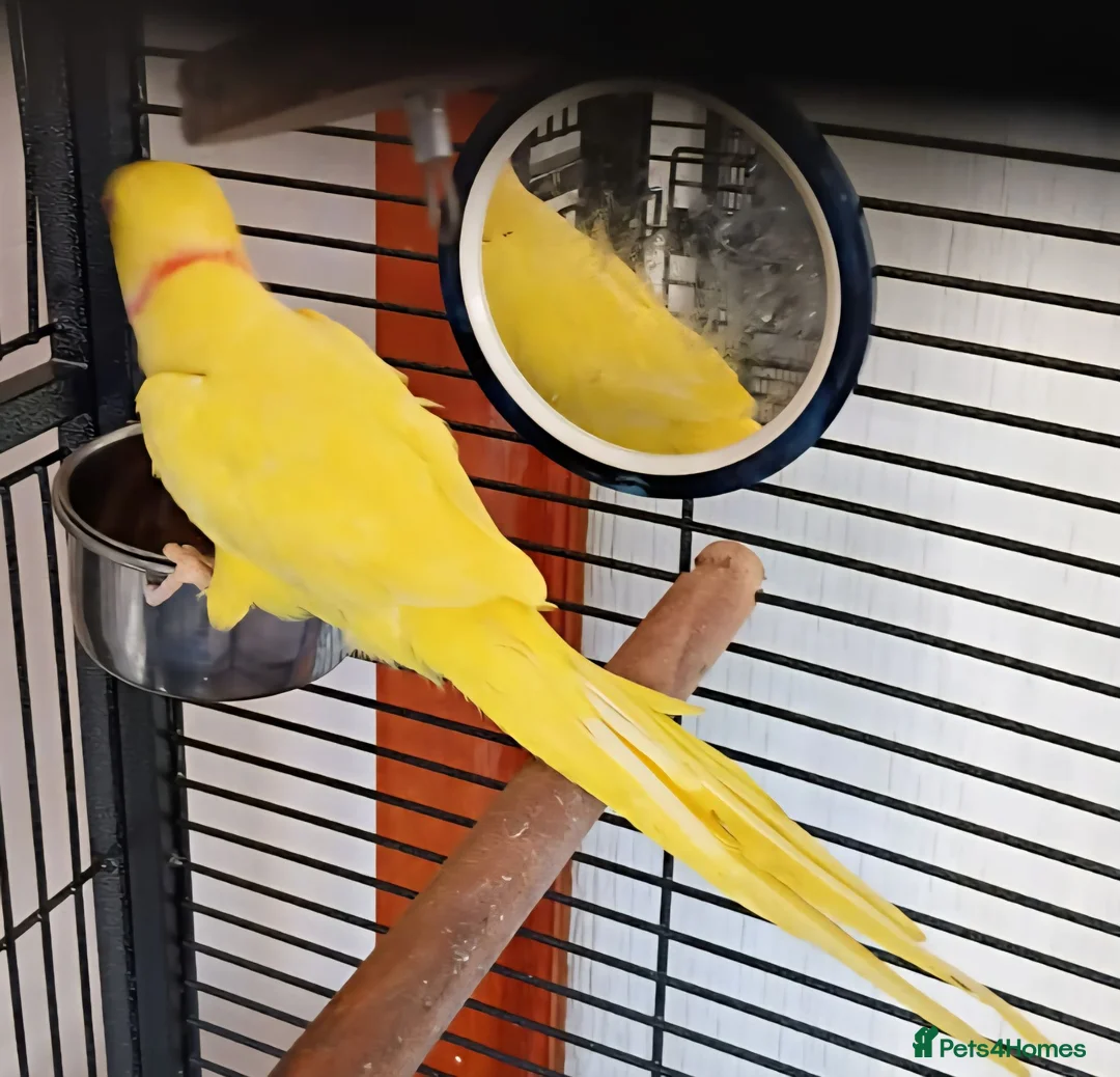 Ringnecks birds for sale: Beautiful ringneck parrot talking parrot  - Advert 2