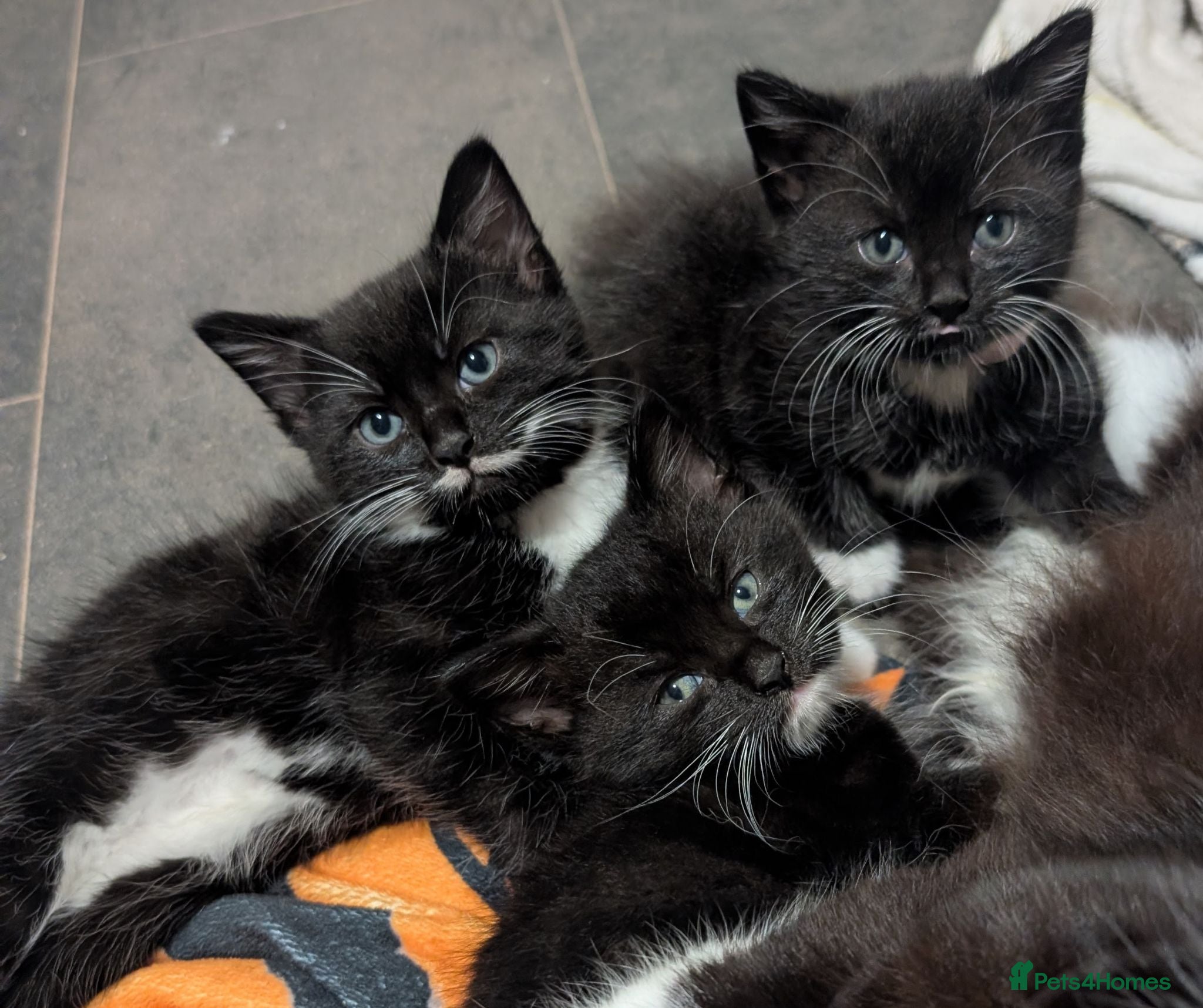 Mixed Breed cats Kittens - Advert 2