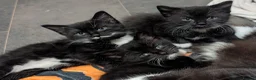 Mixed Breed cats for sale: Ragdoll X Kittens - Advert 1