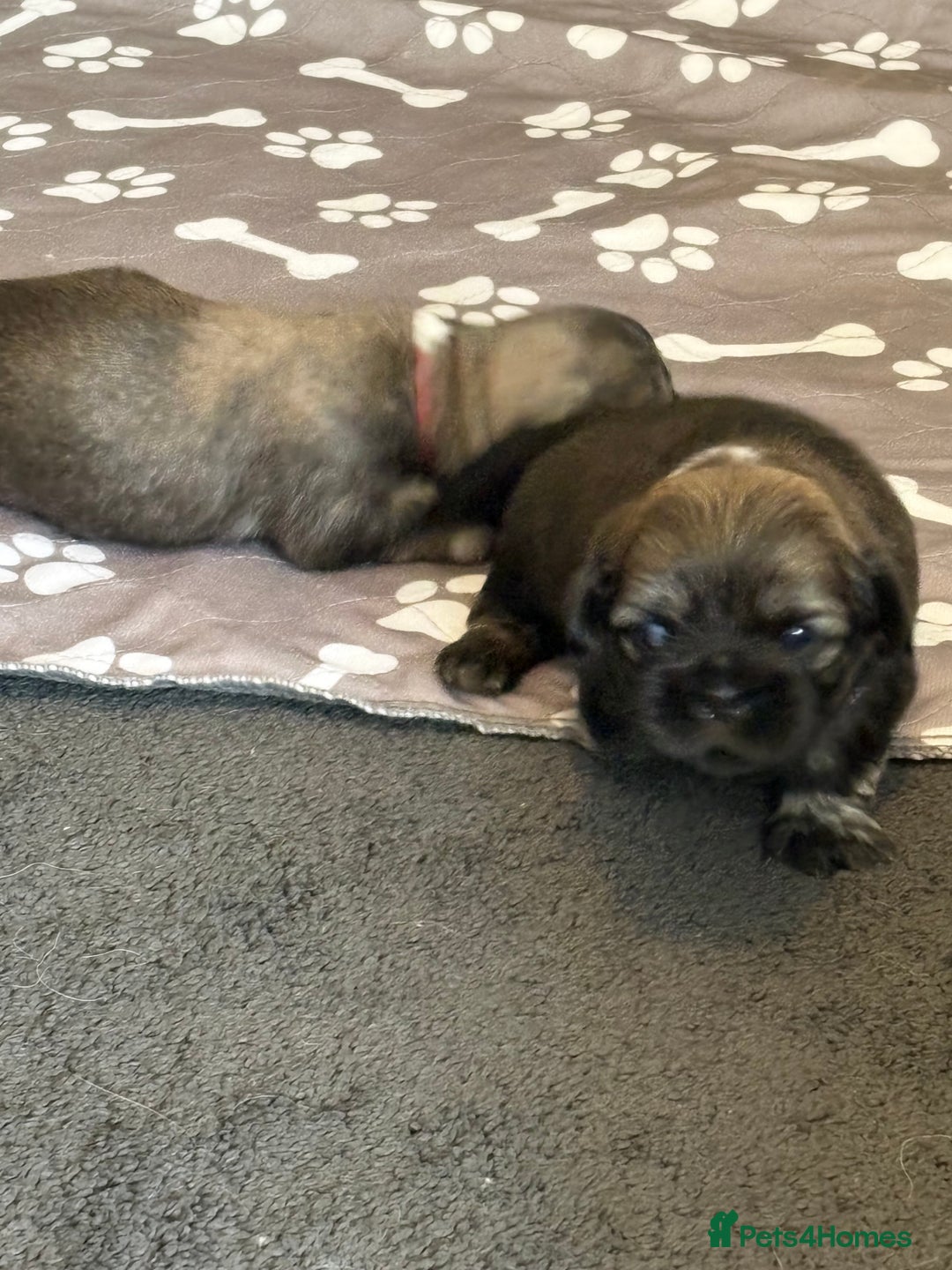 Shih Tzu dogs for sale: Shih tzus  - Image 28