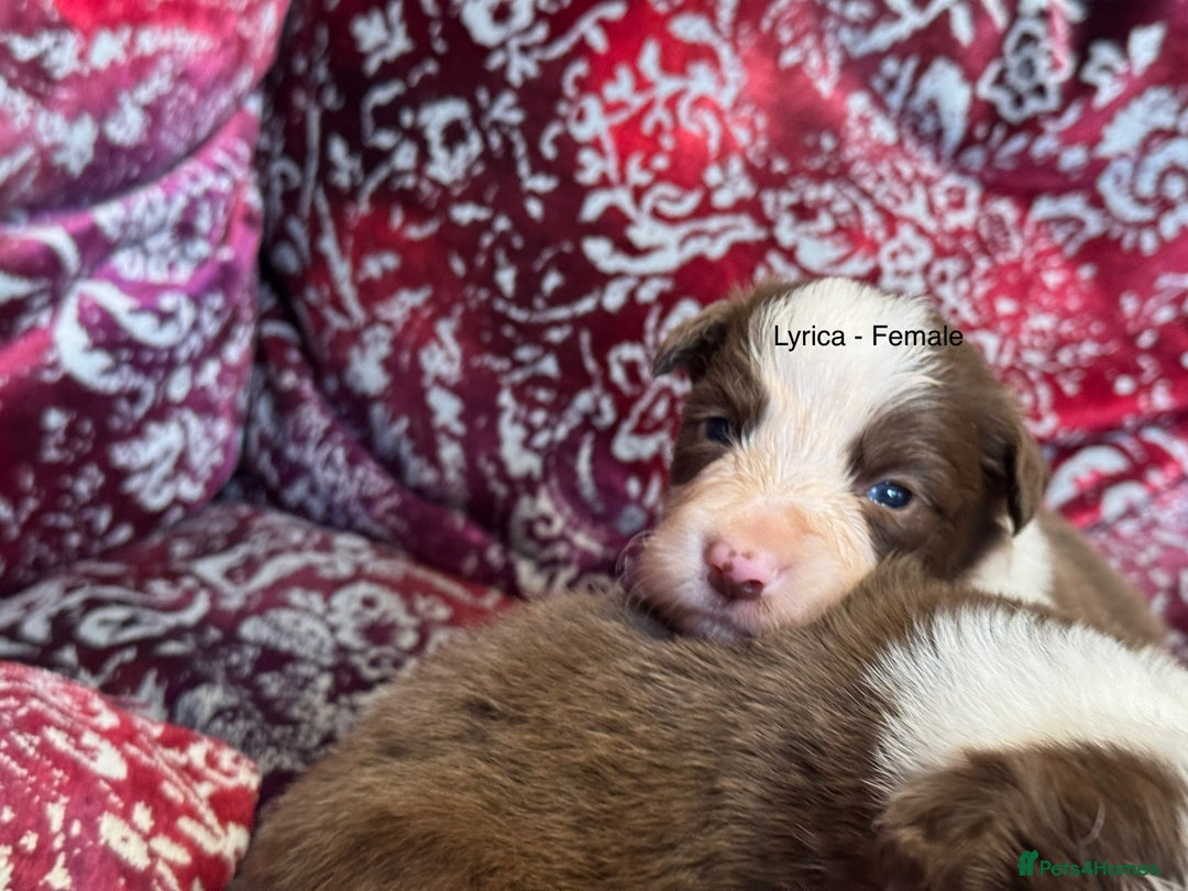 Border Collie dogs for sale: Pure Bred Border Collie Puppies 4 Sale -KC Pending - Image 9