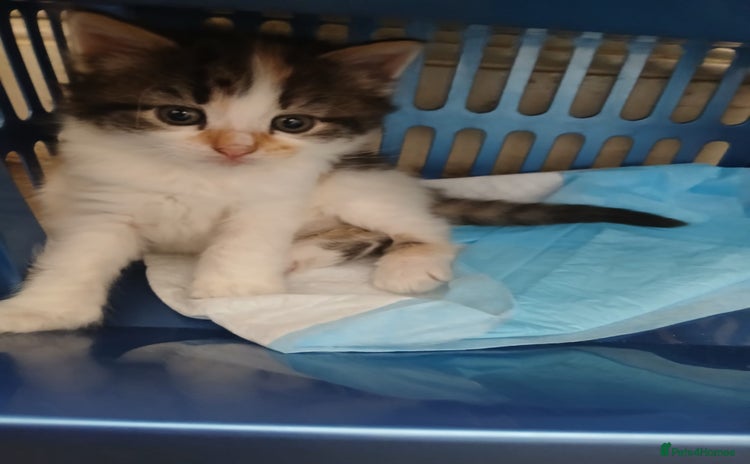 Mixed Breed cats - Advert 5