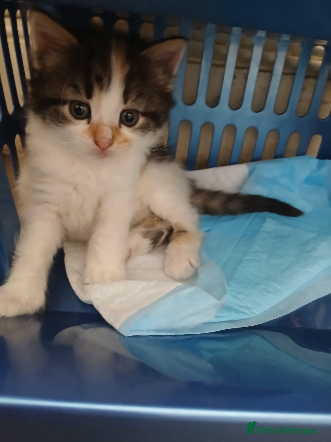 Mixed Breed cats for sale: Kittens for sale - Image 1