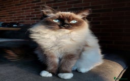 Ragdoll cats for sale: Beautiful chunky kittens ready to leave soon - Image 5