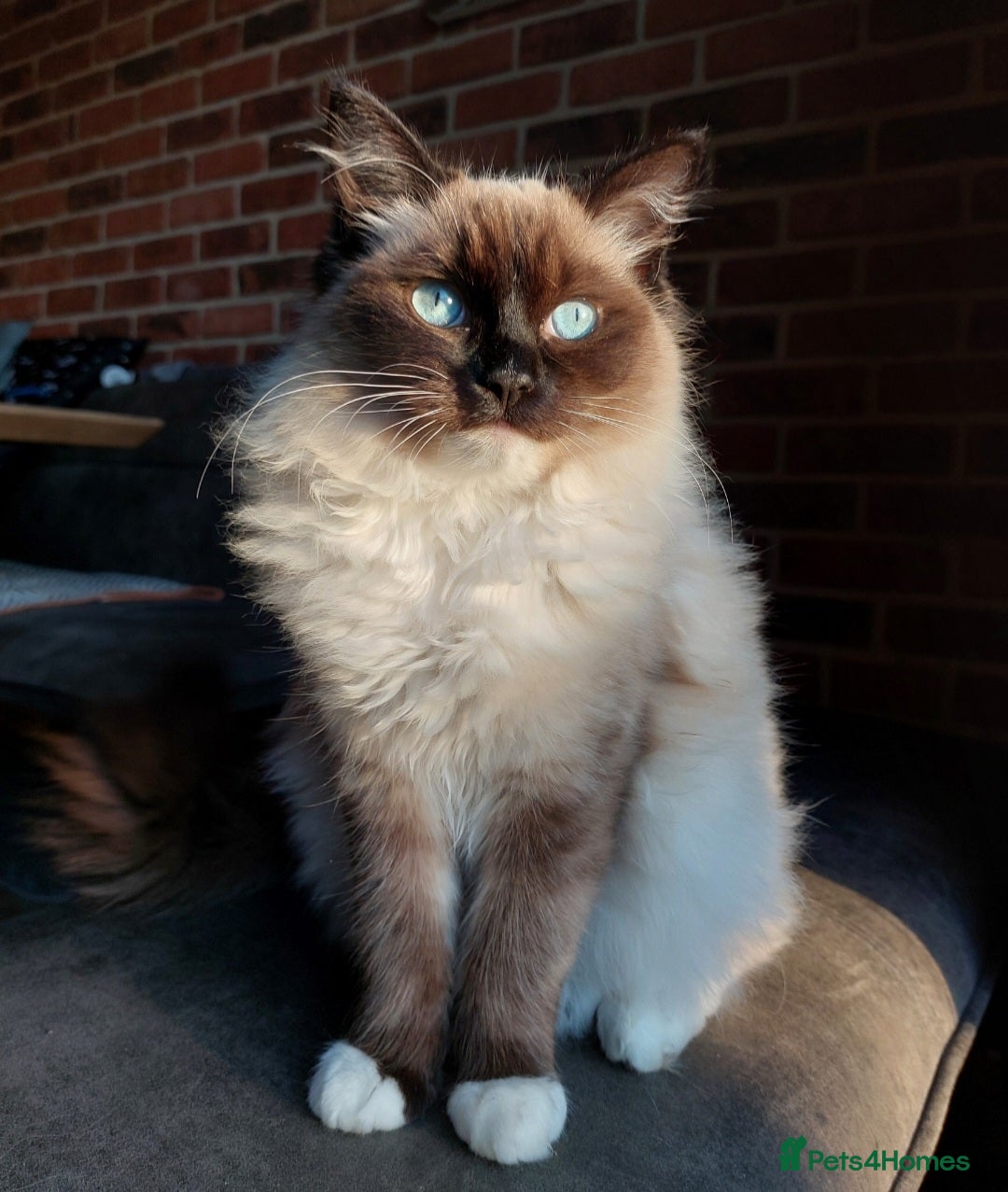 Ragdoll cats for sale: Beautiful chunky kittens ready to leave soon - Image 5