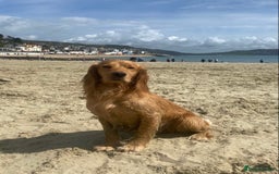 Cocker Spaniel dogs for stud: Proven Health tested Cocker spaniel for stud  in Loughborough - Image 2