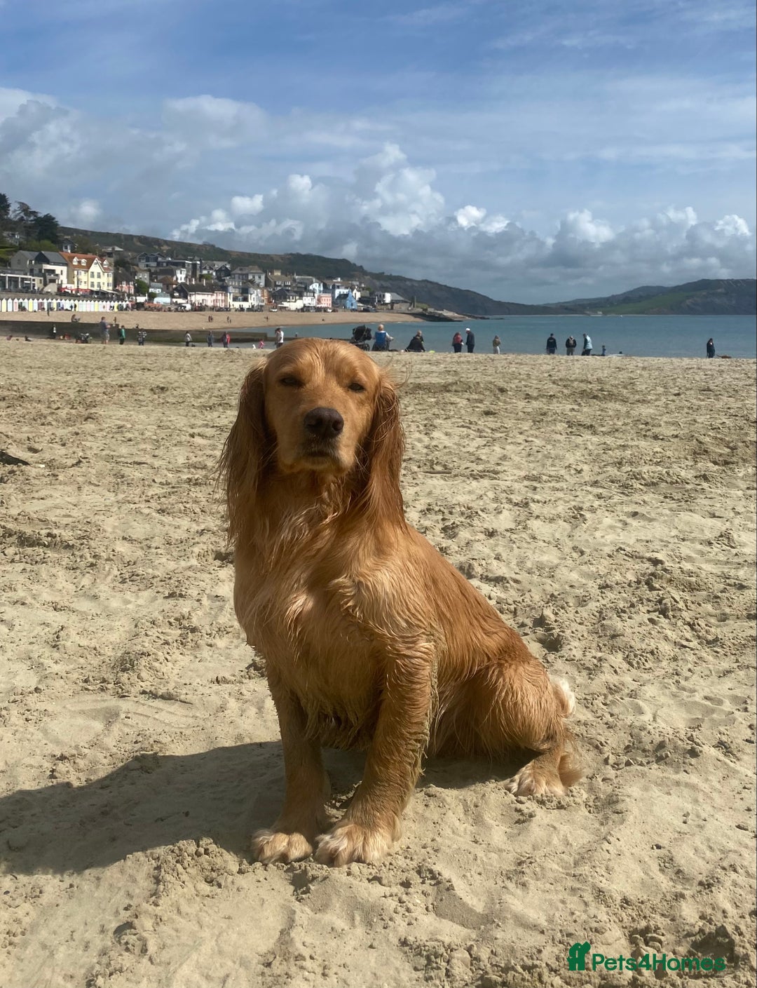 Cocker Spaniel dogs for stud: Proven Health tested Cocker spaniel for stud  in Loughborough - Image 2