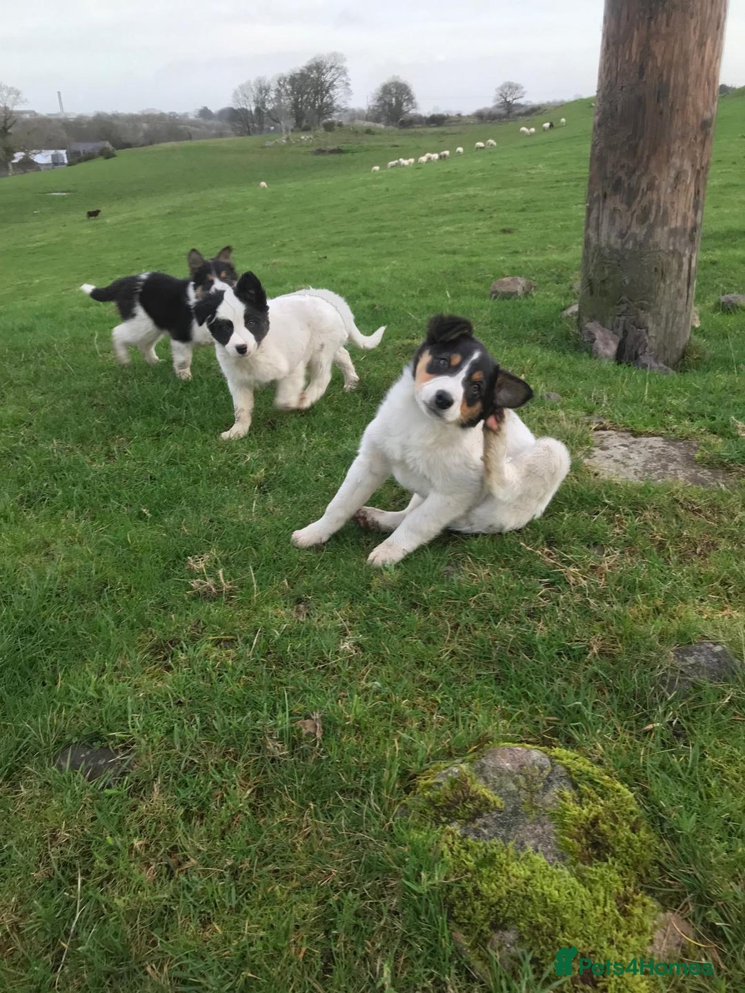 Border Collie dogs for sale: Border collie pups for sale  - Advert 3