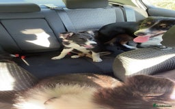 Border Collie dogs for sale: Female Boarder collie pup  - Image 4