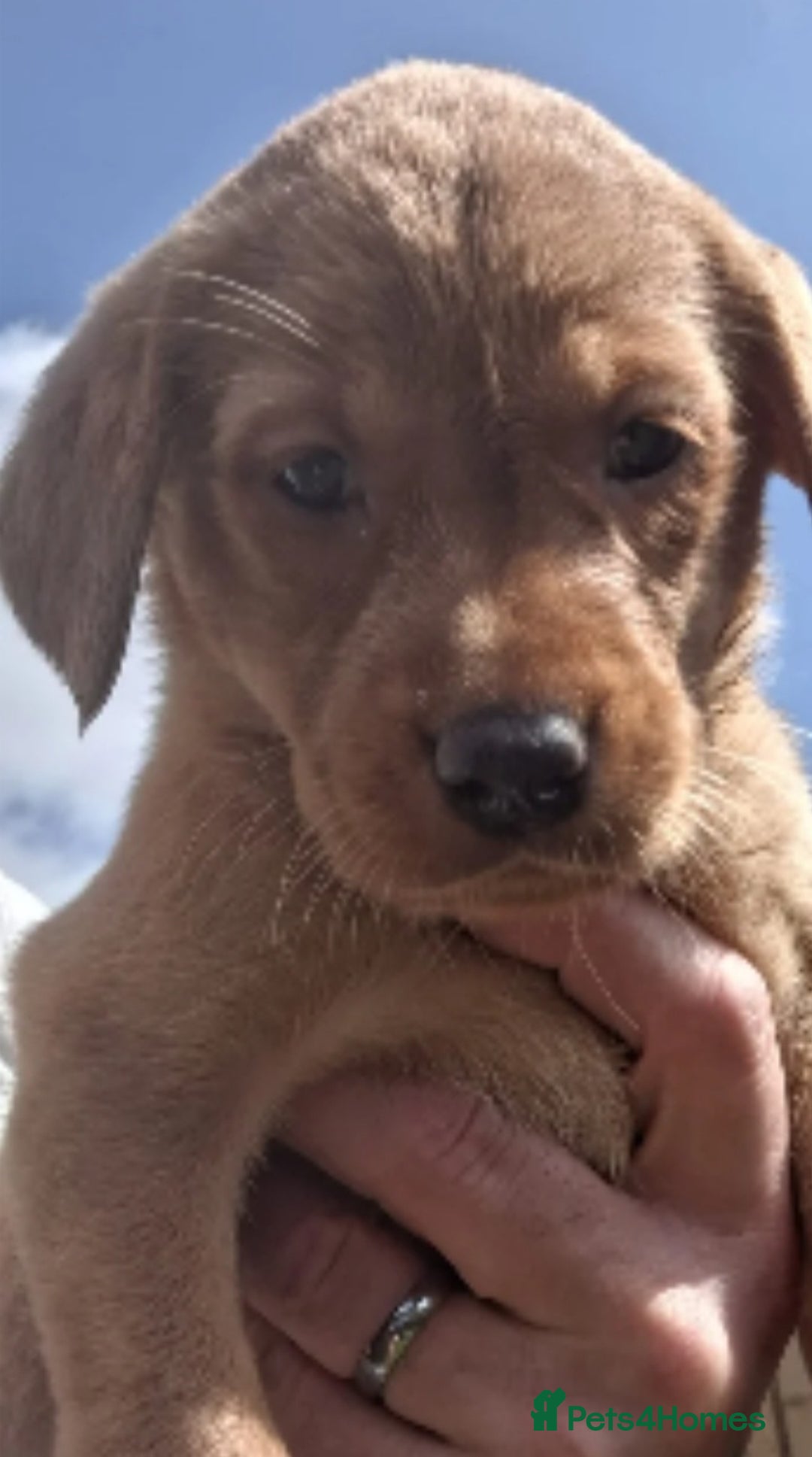Labrador Retriever dogs for sale: Red fox labrador puppy's  - Image 2