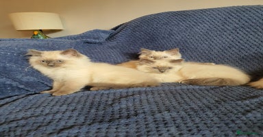 Ragdoll cats - Advert 11