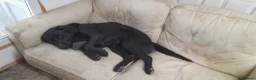 Labrador Retriever dogs for sale: Bodhi - Advert 3