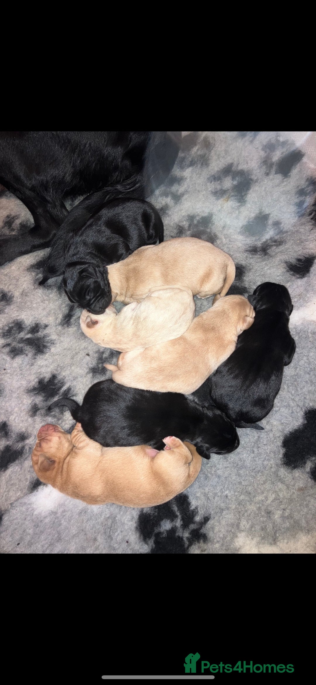 Labrador Retriever dogs for stud: fox Red extensively health tested 0-0 hips in Swansea - Image 10