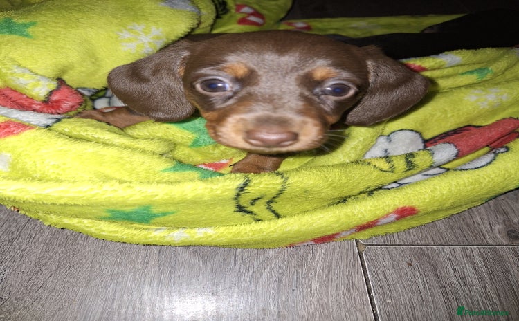 Dachshund dogs - Advert 2