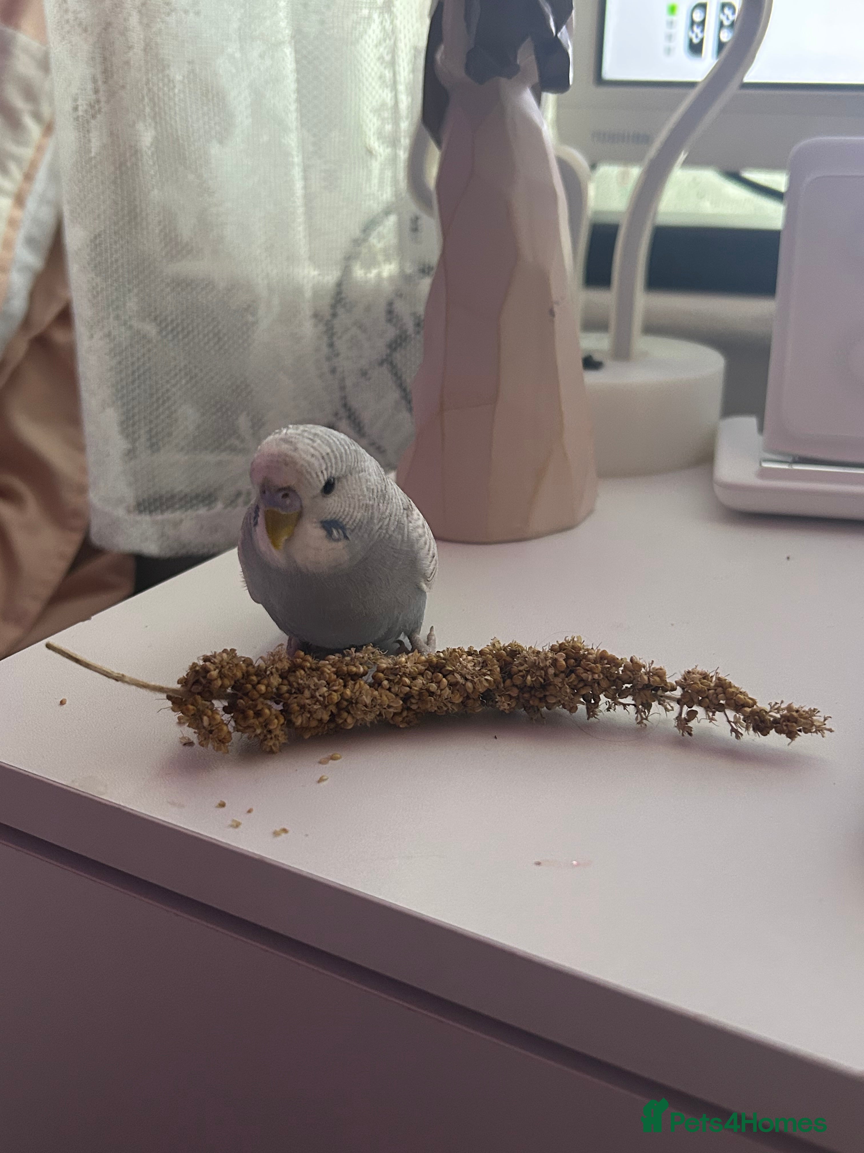 Budgerigars birds Bobby the Budgie - Advert 1