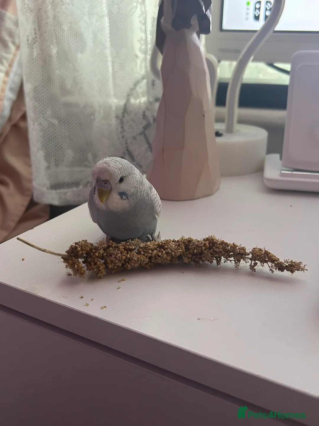 Budgerigars birds for sale: Bobby the Budgie - Advert 1