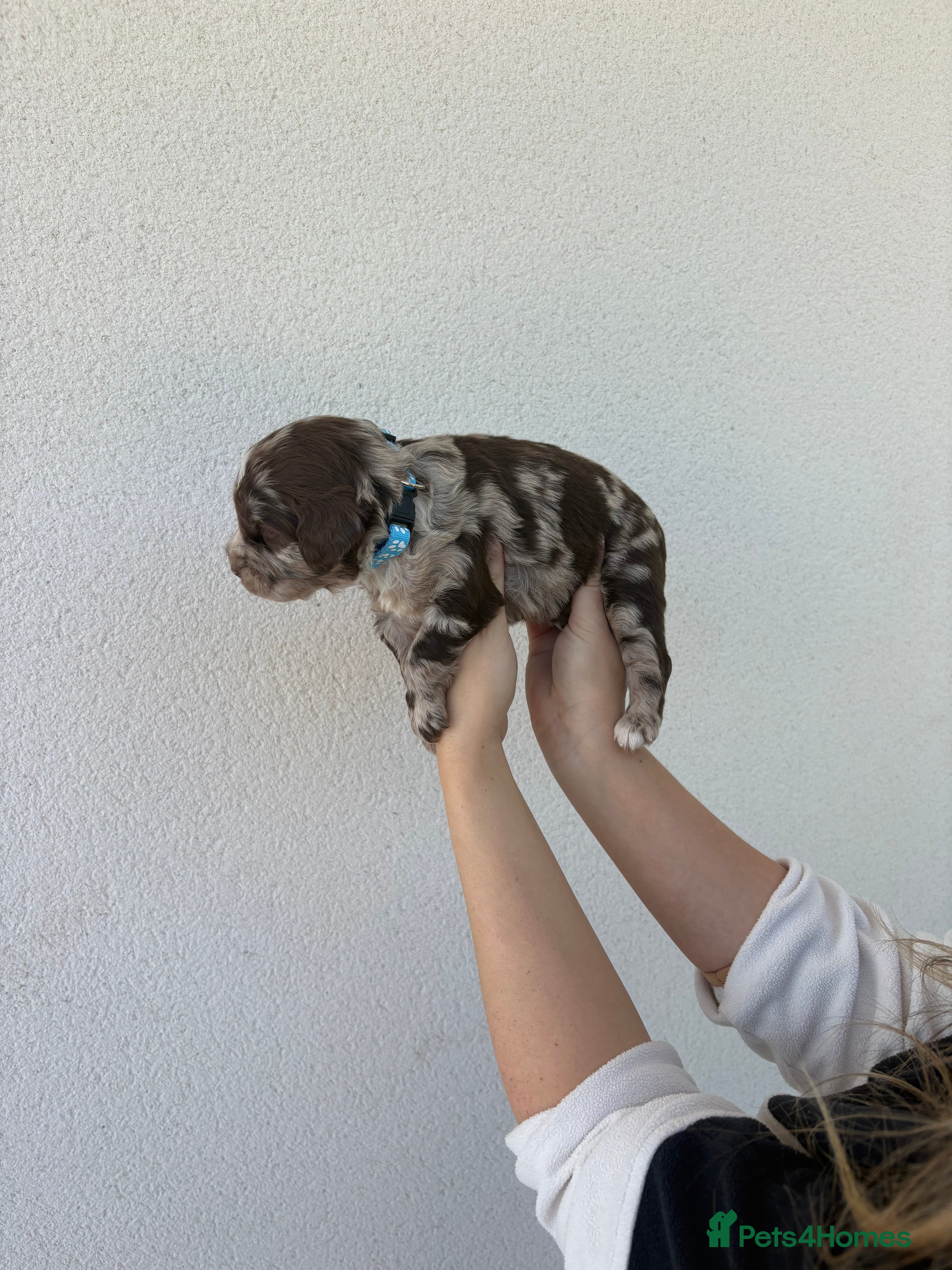 Sproodle dogs Gorgeous F1 Merle Sproodles  - Advert 2