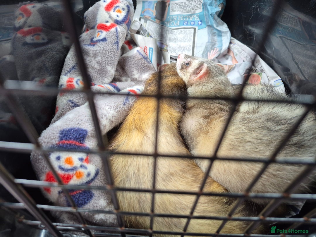 Ferret rodents for sale: Male and female ferrets and cage - Image 11