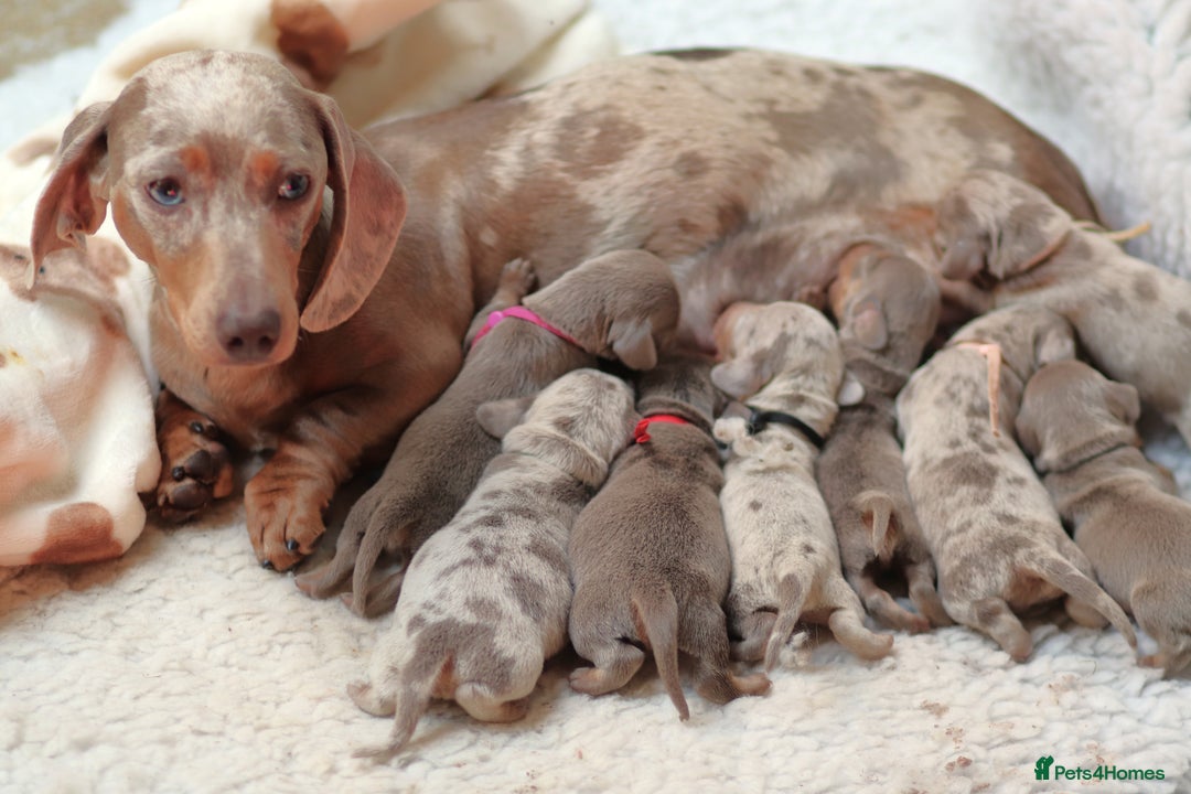 Miniature Dachshund dogs for sale: 🌟5StarsLicense+Holistic+KC+VetCheck+PRAClear - Image 22