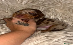 Miniature Dachshund dogs for sale: Kc true miniature dachshund  - Image 3