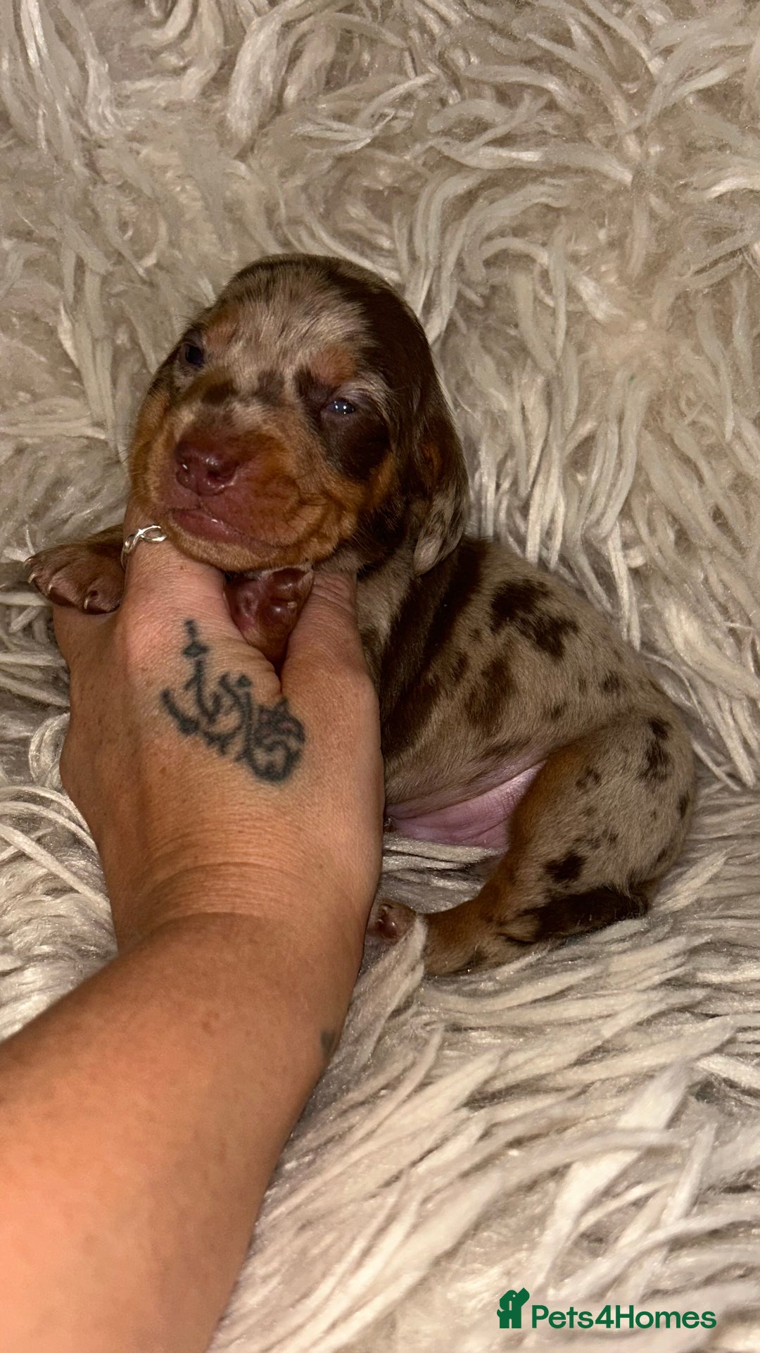 Miniature Dachshund dogs for sale: Kc true miniature dachshund  - Image 3
