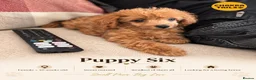 Cockapoo dogs for sale: 1 female Cockerpoo fully vaccinated  - Advert 35