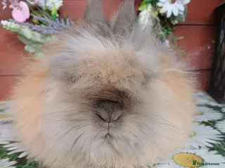 Lionhead rabbits Lionhead buck (last one) - Advert 6