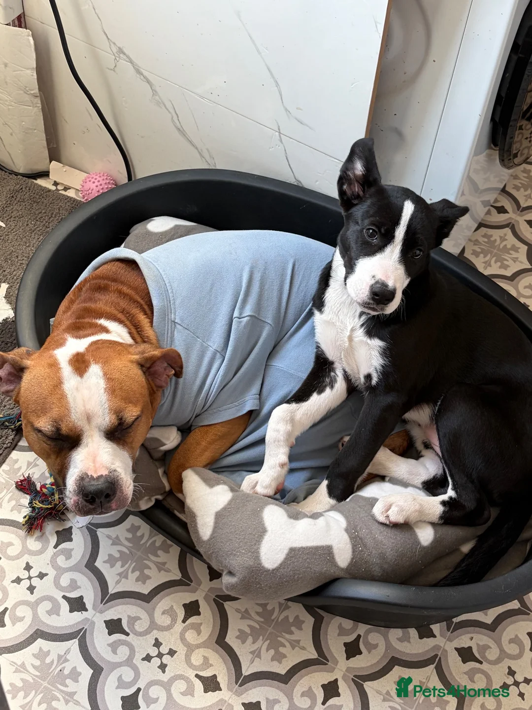 Mixed Breed dogs for sale: Husky x cane corso  - Advert 5
