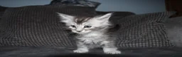 Maine Coon cats for sale: beautiful Maine coon kittens (2 poly) - Advert 16