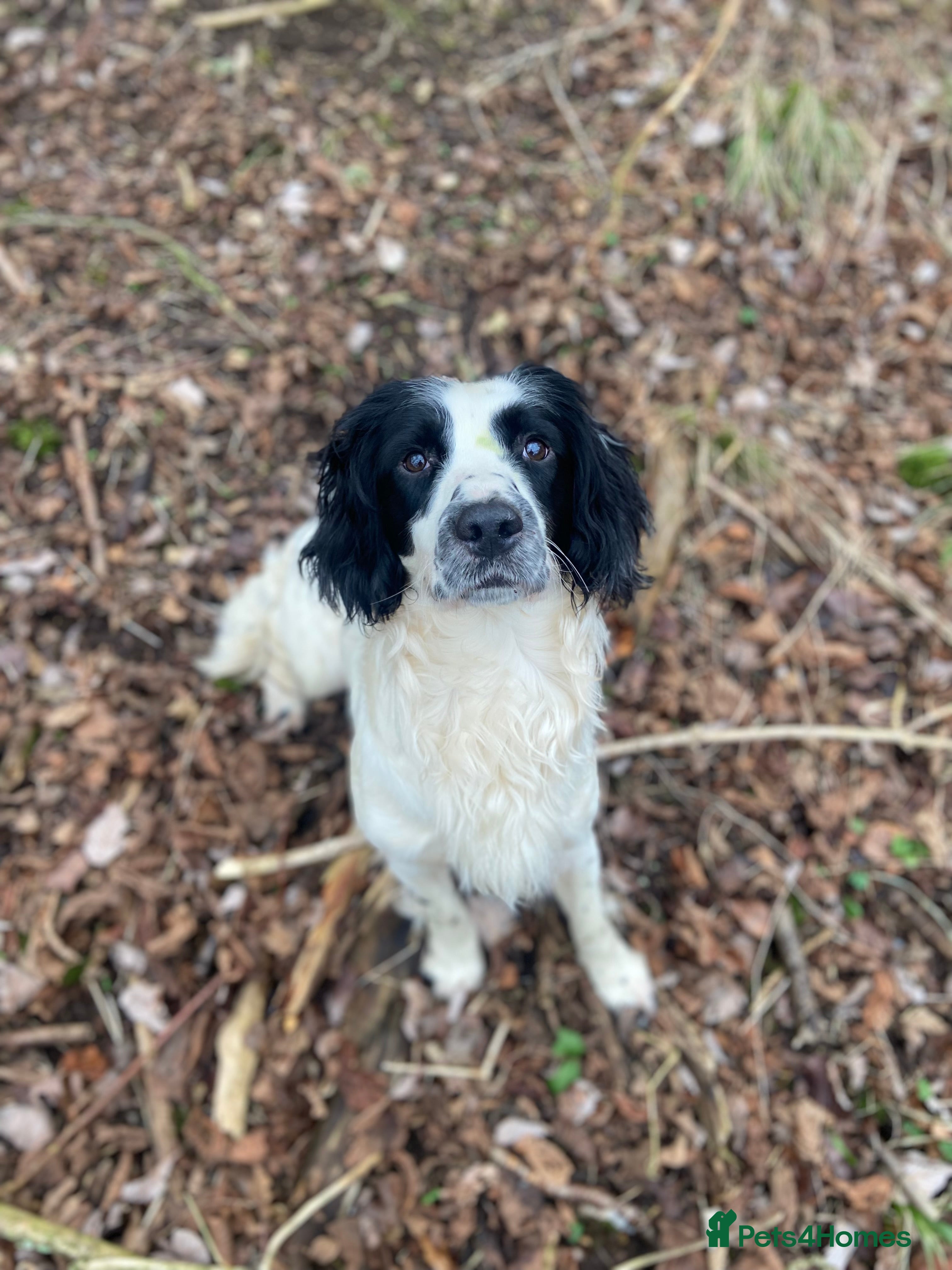English Springer Spaniel dogs Health tested working English Springer for stud  in Stockbridge - Advert 5