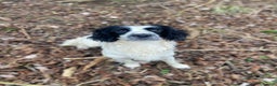 English Springer Spaniel dogs for stud: Health tested working English Springer for stud  in Stockbridge - Advert 1