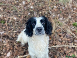 English Springer Spaniel dogs in Stockbridge - Advert 22
