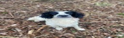 English Springer Spaniel dogs for stud: Health tested working English Springer for stud  in Stockbridge - Advert 1