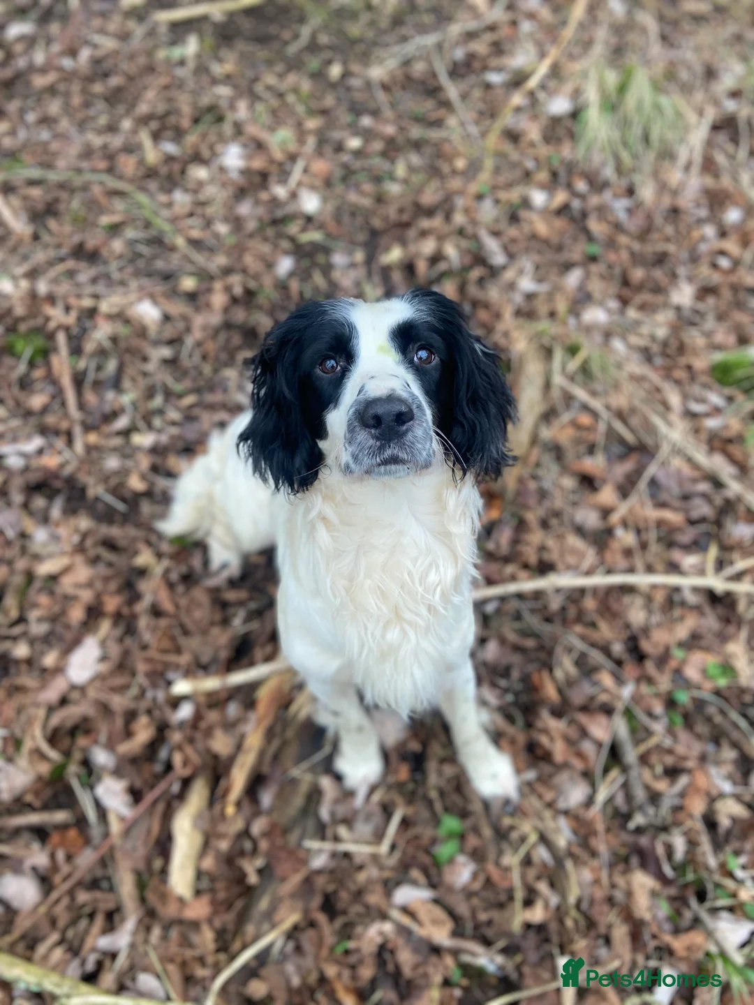 English Springer Spaniel dogs for stud: Health tested working English Springer for stud  in Stockbridge - Advert 1