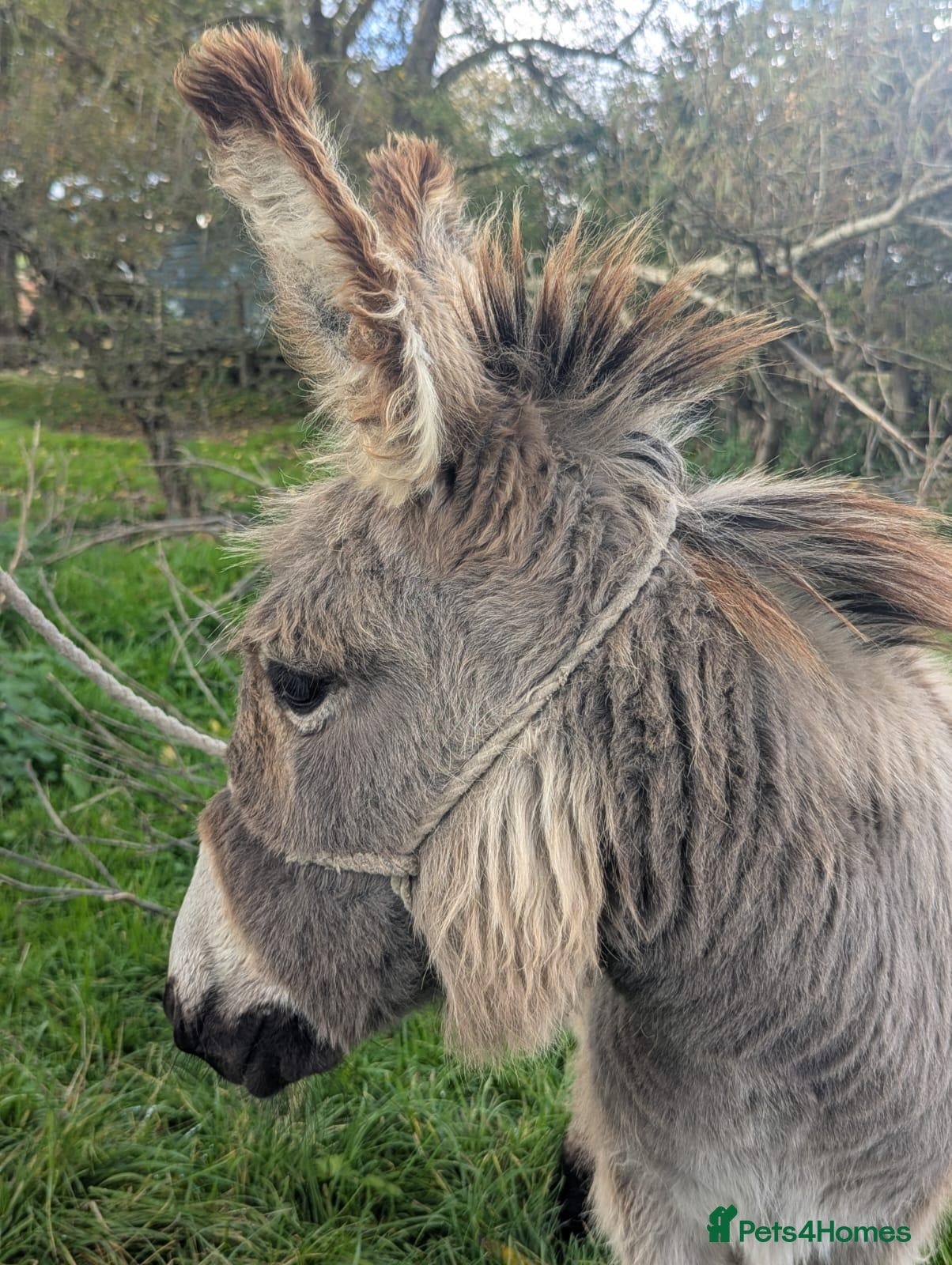 Donkey livestock Male Donkey Foal for Sale - Advert 1