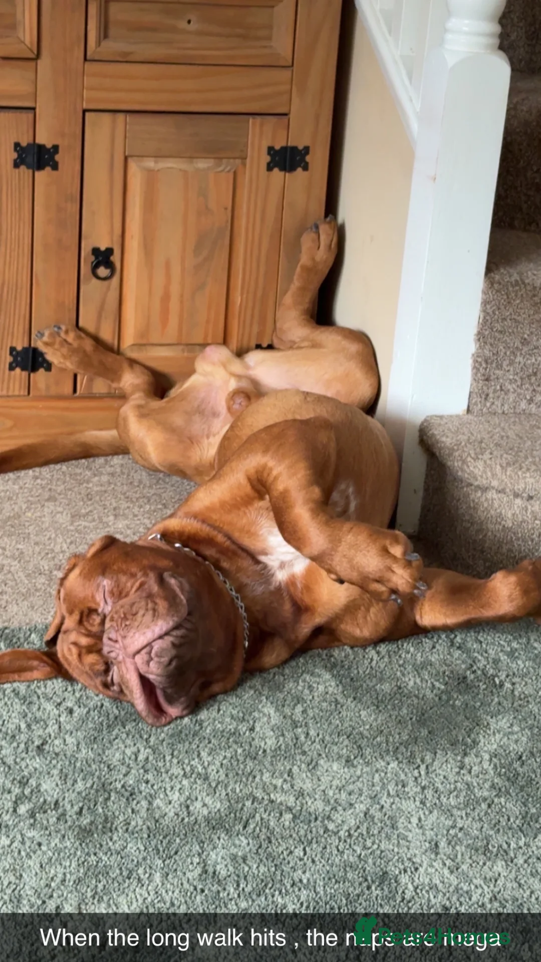 Dogue De Bordeaux dogs for sale: 12mth old Ernie free to suitable owner - Advert 2