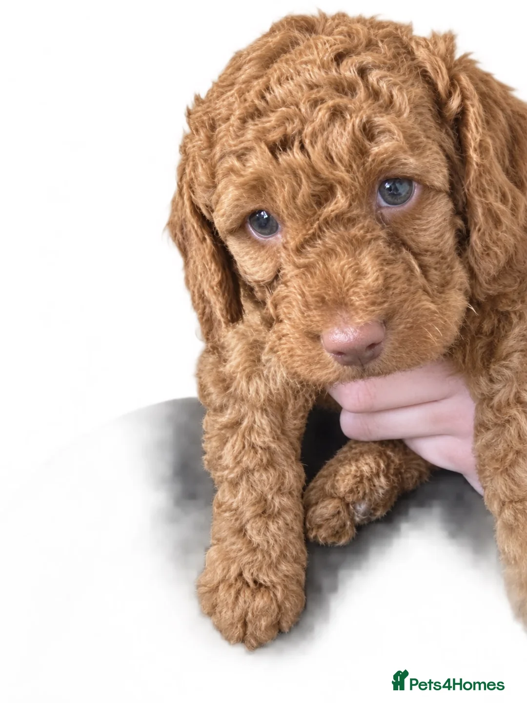 Miniature Poodle dogs for sale: Fox red miniature poodle. - Advert 8