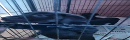 Labrador Retriever dogs for sale: Black labrador puppies - Advert 4