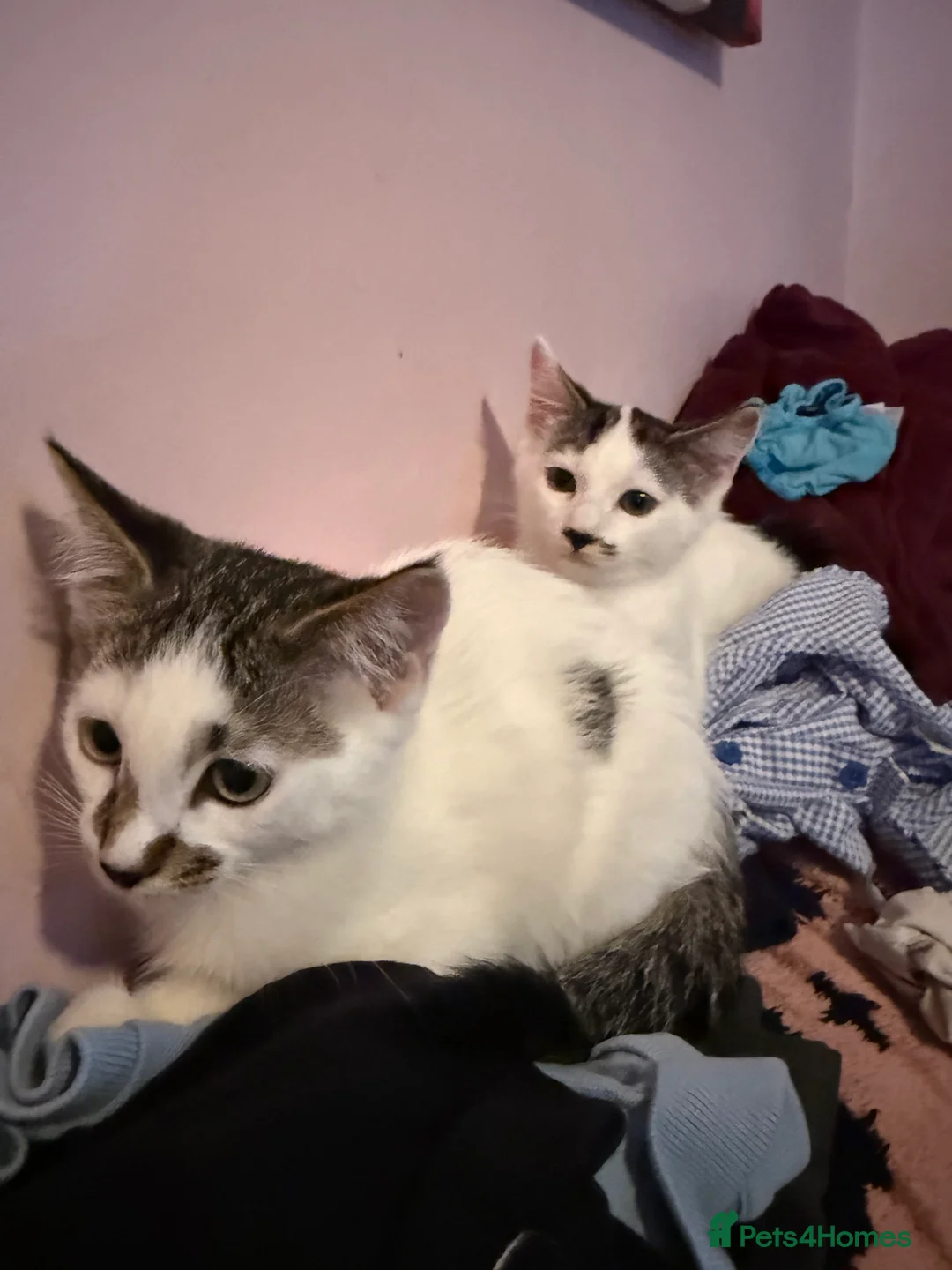 Ragdoll cats for sale: Ragdoll cross boys - Advert 3