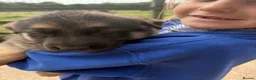 German Shepherd dogs for sale: Gorgeous  Home Bred German Shepherd Girls - Advert 6