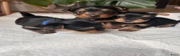 Yorkshire Terrier dogs for sale: Beautiful Yorkshire terrier puppies - Advert 3