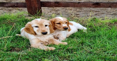 Cocker Spaniel dogs - Advert 7