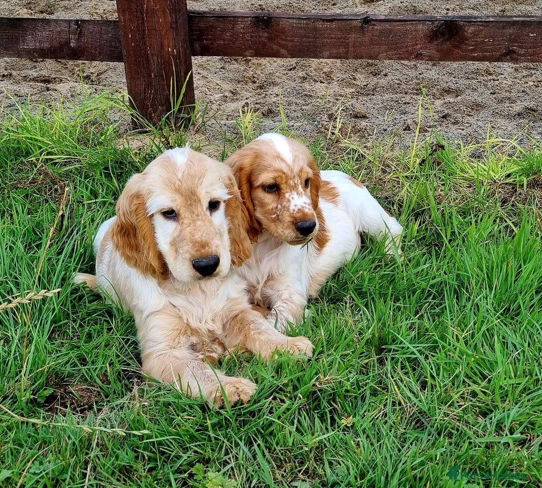 Cocker Spaniel dogs for sale: Orange Roan Show Cockers boys only  - Image 3