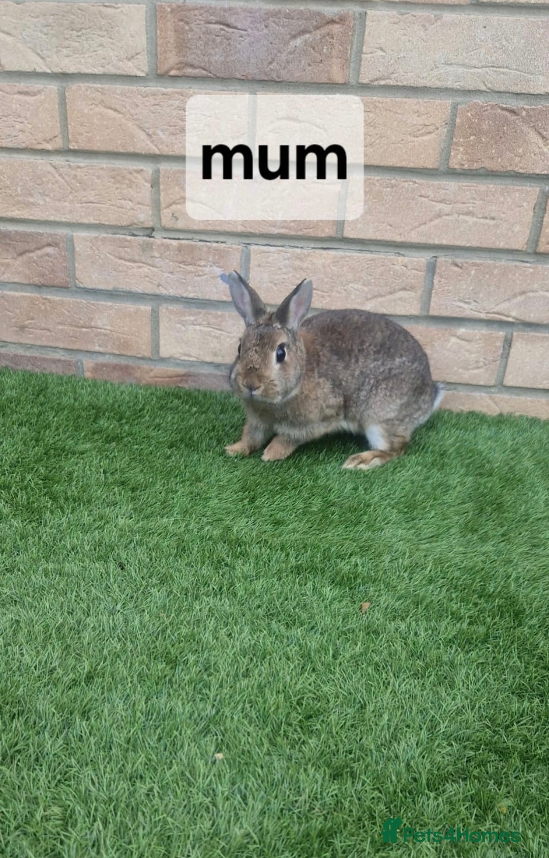 Mixed Breed rabbits for sale:   6 Gorgeous Ginger Male Bunnies for Sale 🐰 - Advert 12