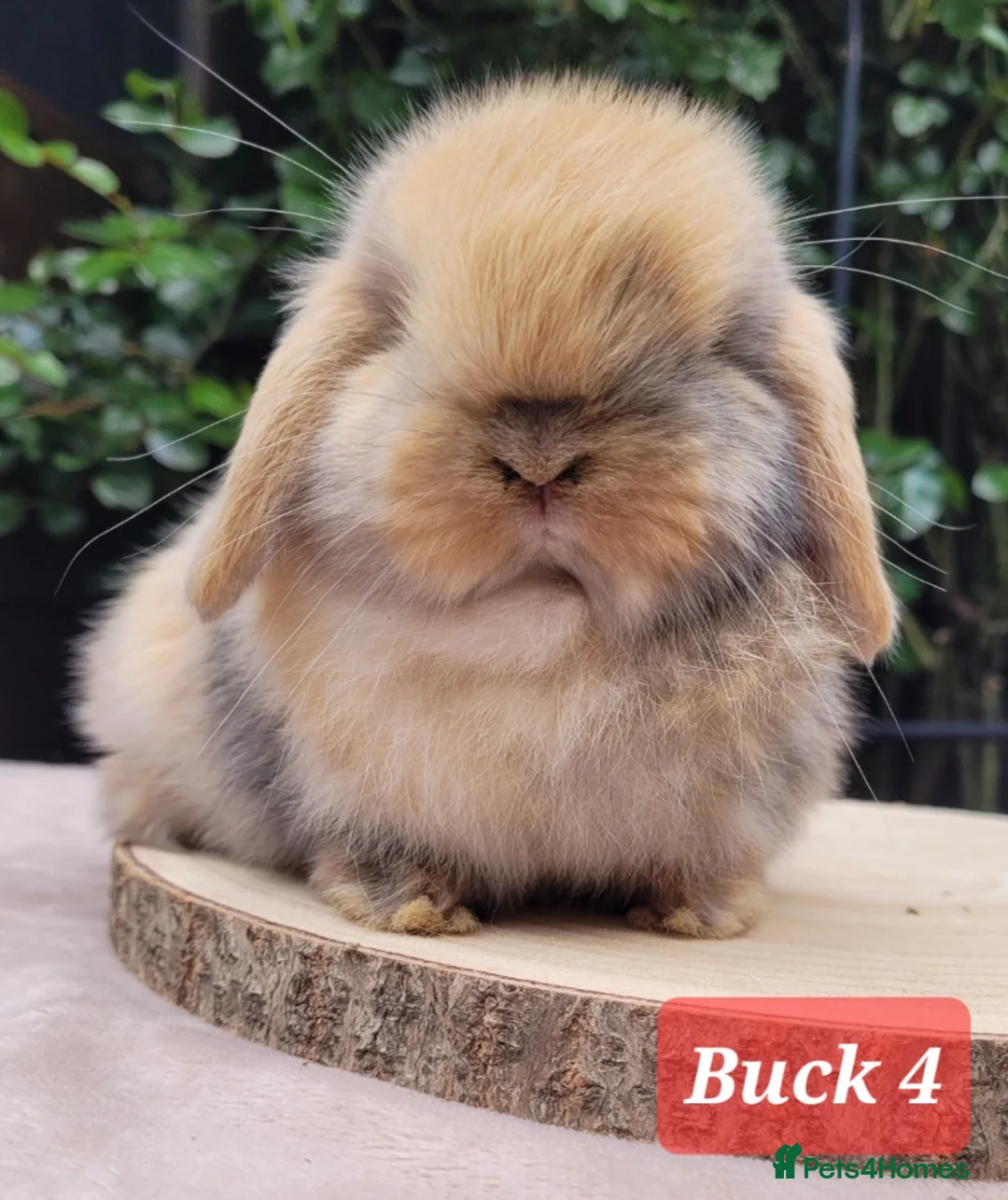 Mini Lop rabbits for sale: Available Beautiful pure bred mini lops - Advert 2