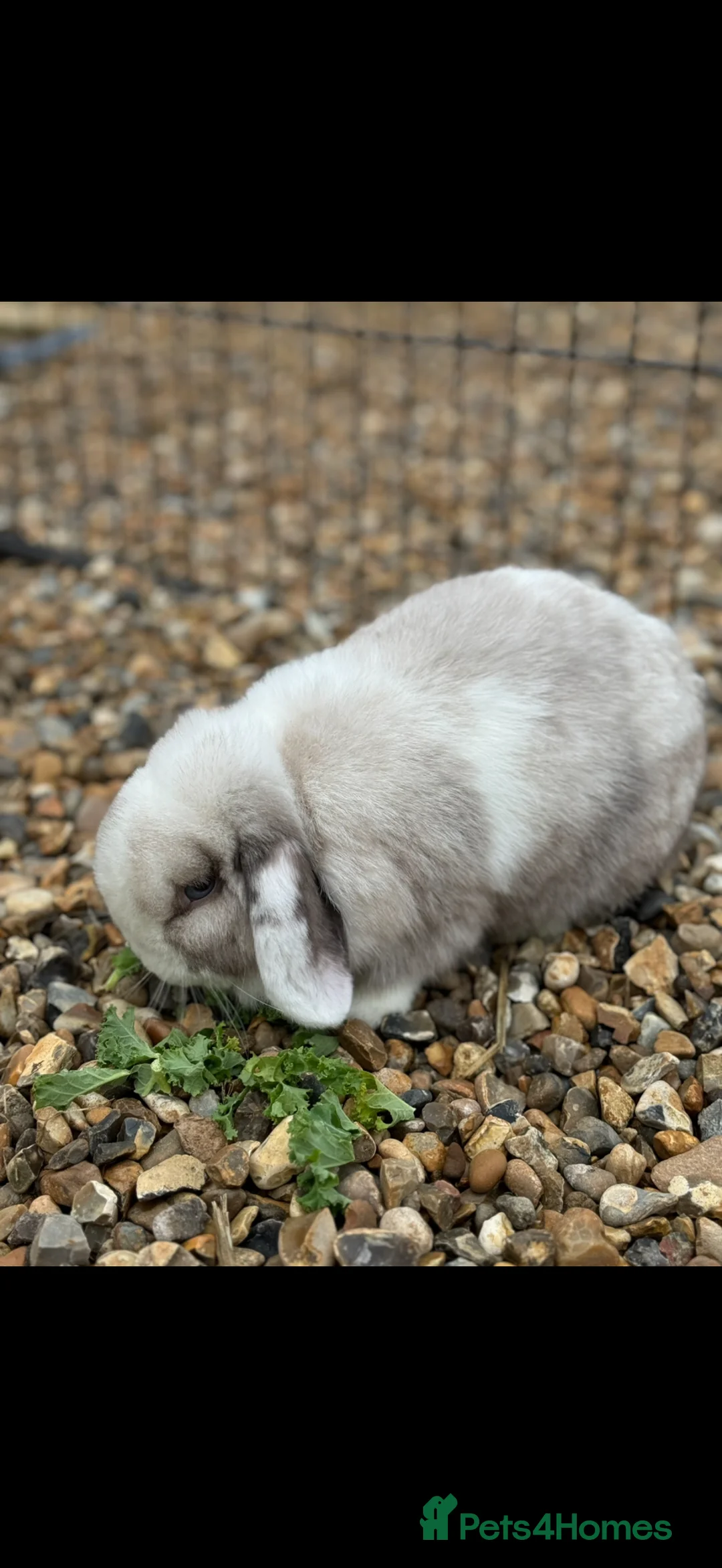 Mini Lop rabbits for sale: Sallander split girl - Advert 4