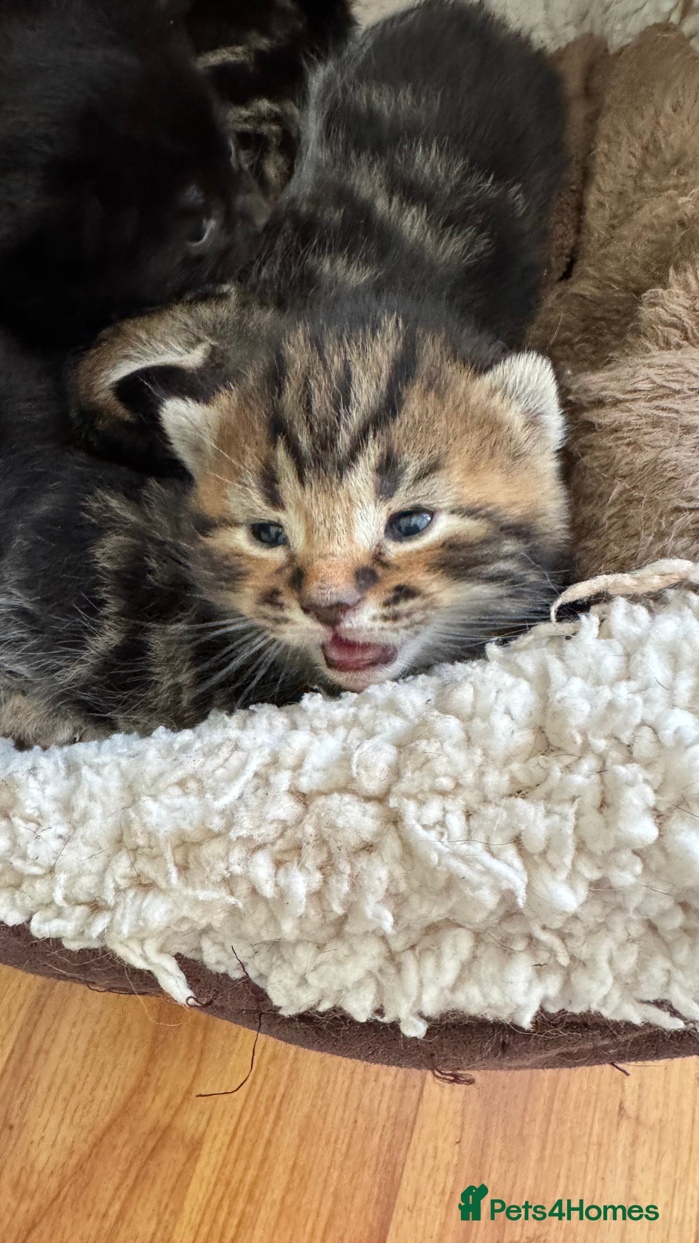 Mixed Breed cats 1/4 Maine Coon Kittens - Tabby & Black - Advert 7