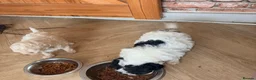 Toy Poodle dogs for sale: Toy poodle Puppys  - Advert 12