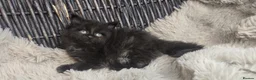 Maine Coon cats for sale: Adorable big Mainecoon babies  - Advert 16