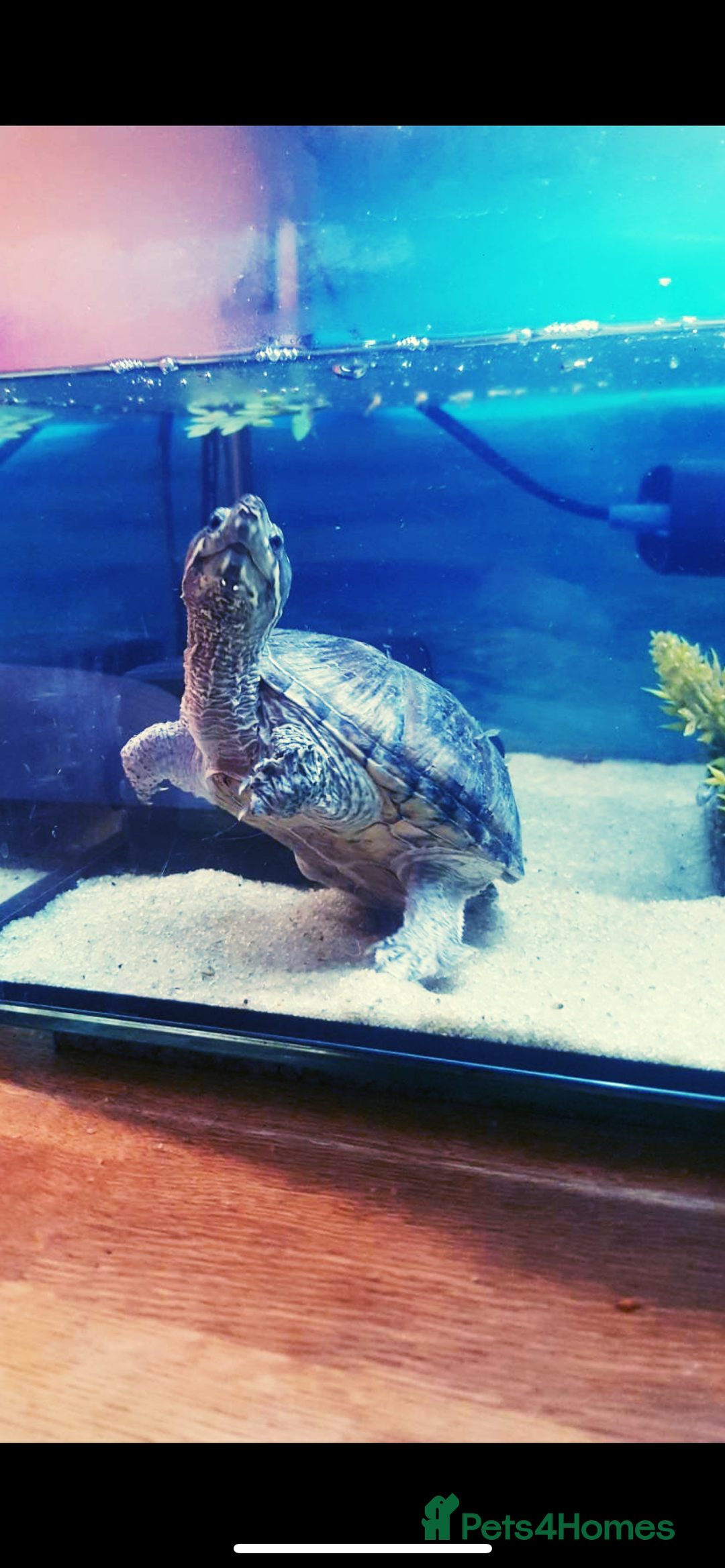 Turtle reptiles for sale: Musk Turtle Free To Good Home - Image 1
